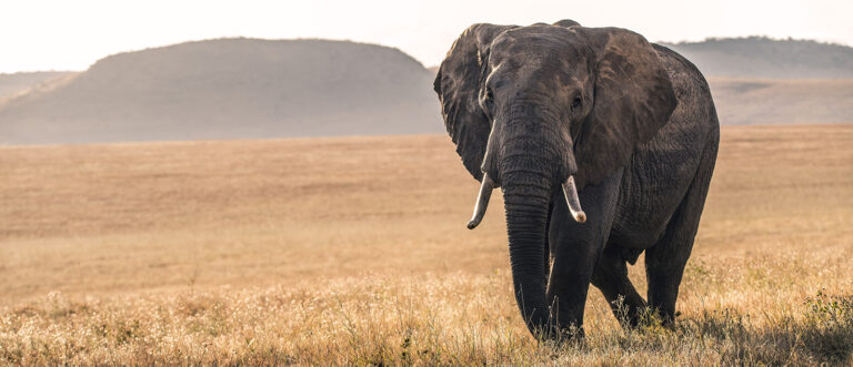 3 Days Safari to Tarangire, Ngorongoro & Lake Manyara