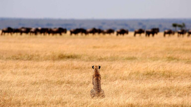 4 Days Best of Serengeti and Ngorongoro Tour