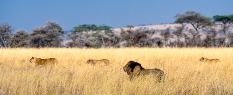 4 Days Tarangire, Serengeti & Ngorongoro Safari