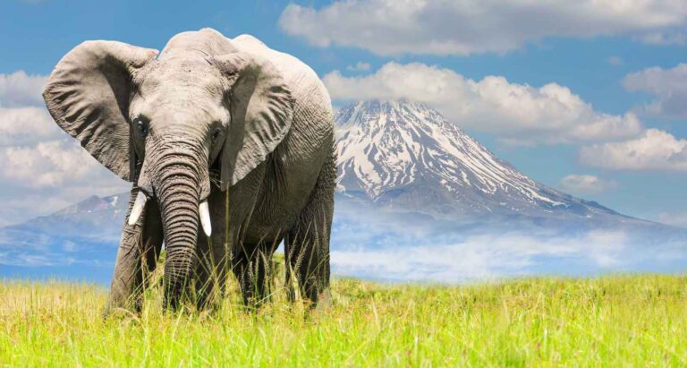 6 Days Ngorongoro, Serengeti and Masai Mara Safari