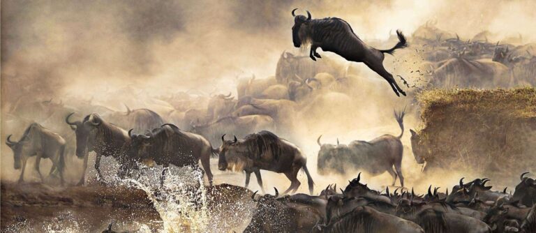 5 Days Special Wildebeest Mara River Crossing Safari