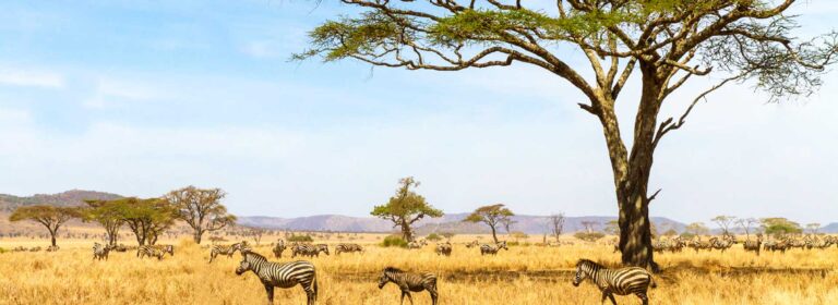 5 Days Wildebeest Migration at Ndutu and Serengeti Safari