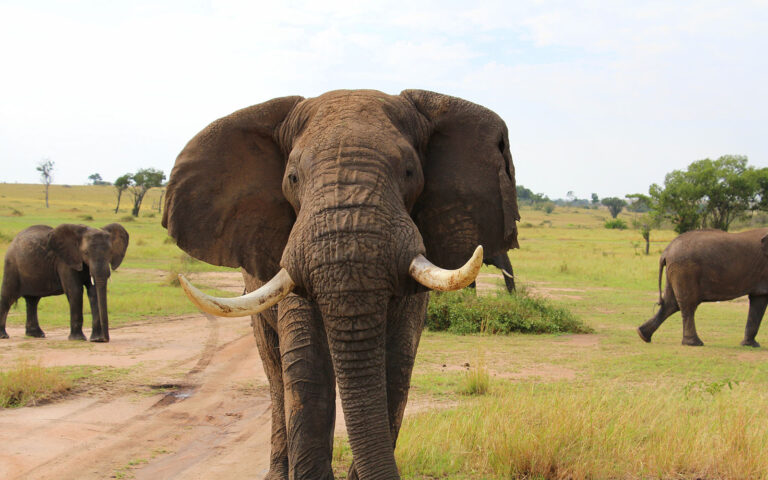 6 Days Tarangire, Ngorongoro and Serengeti Safari